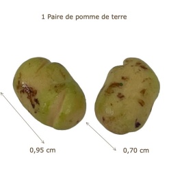 Alternative view of Pomme de terre