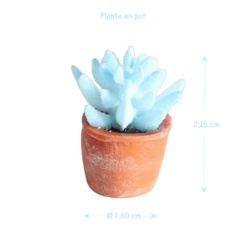 Alternative view of Plante verte en pot