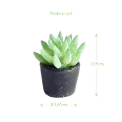 Alternative view of Plante verte en pot