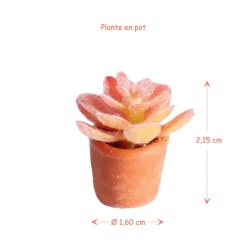 Alternative view of Plante verte en pot
