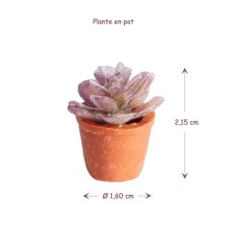 Alternative view of Plante verte en pot