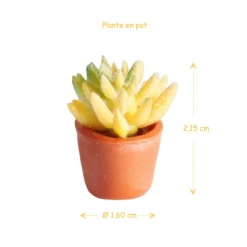 Alternative view of Plante verte en pot