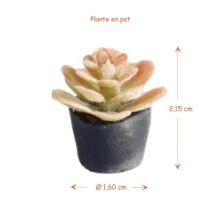 Alternative view of Plante verte en pot